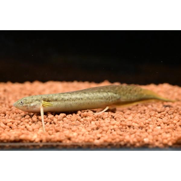 プロトプテルス アンフィビウス
